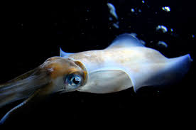 Fish eat fish, fish eat squid, fish eat seaweed, fish eats crabs, squid eat fish. What Does Squid Eat Squid S Food And Eating Process In Detail Animal Fun Facts