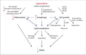Jump to navigation jump to search. Synthesis Of The Possible Mechanisms Of Action Of Spermidine Download Scientific Diagram