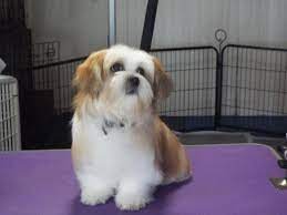 Check spelling or type a new query. Mi Ki Puppies For Sale For Sale In Lake Worth Florida Classified Americanlisted Com