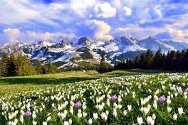 Spring in Switzerland - sky, meadow, beautiful, spring, freshness, mountain, crocuses, flowers, Alp… | Gorgeous scenery, Scenic landscape, Dream travel destinations