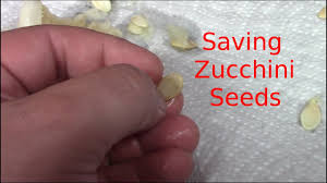 Growing zucchini plants can be quite rewarding. How To Save Zucchini Seeds Youtube