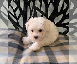 Hi, i live in illinois, quad cities area. Maltese Puppies For Sale Near Rockford Illinois Usa Page 1 10 Per Page Puppyfinder Com