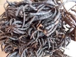 Image result for Xylopia aethiopica