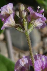 Image result for Commicarpus helenae