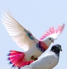 Pin On Birds Of A Feather