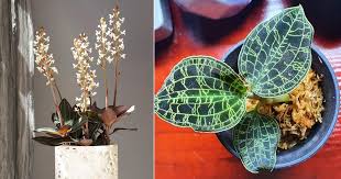 Check spelling or type a new query. Jewel Orchid Care How To Grow Ludisia Orchid Balcony Garden Web
