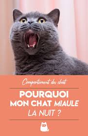 Epingle Sur Chats Et Chatons