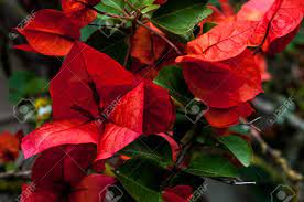 Maybe you would like to learn more about one of these? Closeup Of Red Bougainvillea Flowers In Dark Day Stock Photo Picture And Royalty Free Image Image 102666121