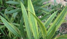 Image result for xylella fastidiosa oleander symptoms