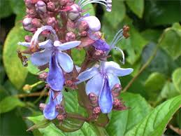 Image result for Rotheca