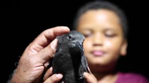 Comment sauver une espèce endémique de la Réunion au bord de l'extinction ?  Une fois touché le sol, désorientés par l'éclairage des villes, les pétrels  ne peuvent pas redécoller seuls. Chacun peut les ...