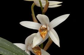 Image result for Centemopsis trinervis