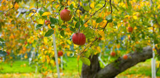 National plant network + see all. Oranges For All The Project That Brings Produce To People In Need The Atlantic