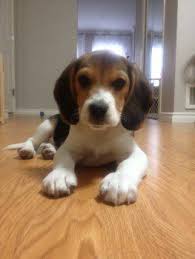 Beagle Health Common Health Problems And Keeping Fit