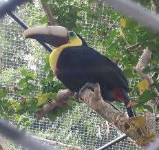 A beautiful, talented, smart, sensitive girl. Grecia Toucan Wikipedia