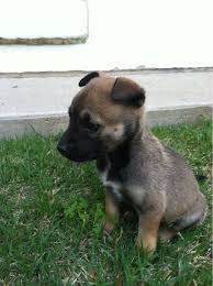 6 Week Black And White Pitbull Puppy Peanut The Six Week Old Husky Pitbull Mix Husky Pitbull Mix Pitbull Mix Puppies And Kitties
