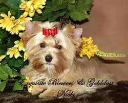 Posted march 28, 2013 by marianne cook. Golddust Yorkshire Terrier Dog Breed Information And Pictures