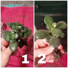 In botany, succulent plants, also known as succulents, are plants with parts that are thickened, fleshy, and engorged, usually to retain water in arid climates or soil conditions. Succlent Identification Help Album On Imgur