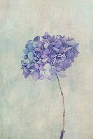Beautiful Blue Hydrangea Wallpaper Hydrangea Wallpaper Blue Hydrangea Hydrangeas Art