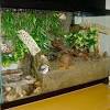 See more ideas about hermit crab cage, hermit crab, hermit. 3