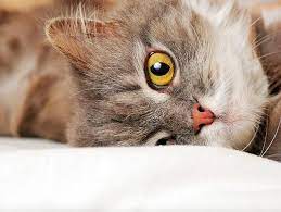From spunky to docile and cuddly to independent, the arizona humane society has dozens of kittens and cats waiting for their forever homes. Cat Adoption Petfinder