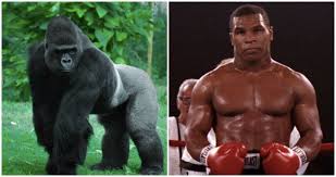 Mike Tyson Once Offered A Zookeeper 10 000 To Let Him Fight A Silverback Gorilla Vt