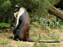 God spoke to this man face to face. Roloway Monkey Wikipedia