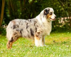 If you are looking to add a mini or toy australian shepherd to your home then you are at the right place! Puppies Fine Hill Aussies