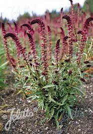 Image result for Lysimachia angustiloba