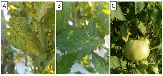 Image result for tomato seedling pseudomonas syringae pv tomato symptoms