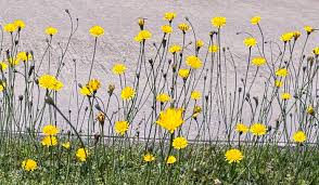 Image result for Hypochaeris radicata