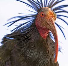 Ahnliches Foto Funny Looking Animals Weird Animals Interesting Animals