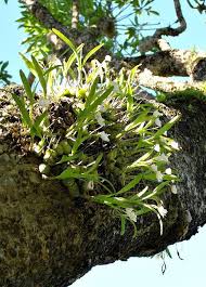 Image result for Polystachya ottoniana