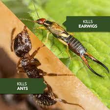 Unfortunately, it does have a significant odor, which might. Bioadvanced Home Pest Bed Bug Flea Killer Continuous Spray 15 Ounce Walmart Com Walmart Com