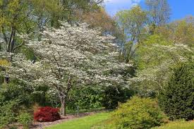 Image result for Cornus