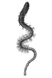 Image result for Aneilema arenicola