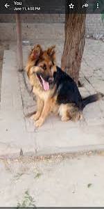 Dogs for Sale in Pakistan | Dog Prices in Pakistan - Dogs