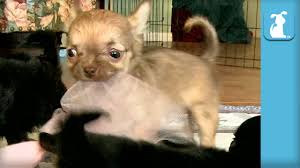We have pups ranging in age from newborn to 12. Teresa S Akc Chihuahuas