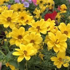 Image result for Bidens grantii