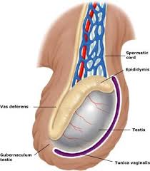 Testicular cancer is the most common cancer in men ages 20 to 35, but highly treatable if caught early. Disorders Of The Testicle Flashcards Quizlet