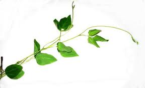 Maybe you would like to learn more about one of these? Invasive Delicate Vine Pic Included