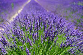 It is taller and more showy than the munstead, and is a pretty lavender in the garden. Lavender How To Plant Grow And Care For Lavender Flowers The Old Farmer S Almanac