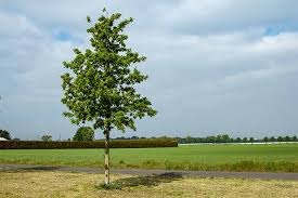 Image result for oak sapling