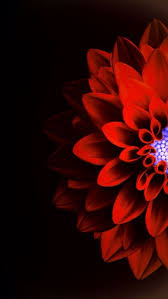 20 Ideas Wall Paper Iphone Tumblr Photography Black For 2019 Flower Iphone Wallpaper Flower Phone Wallpaper Red Flower Wallpaper