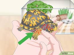4 Ways To Care For An Eastern Box Turtle Wikihow