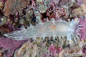 Image result for Tritonia moggii