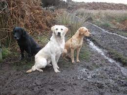 Our goal is to bring the sporting public the best that british labrador bloodlines have to offer. Diamond J British Labs Llc Home Facebook