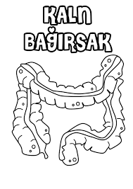 Etkinlikarsivim Adli Kullanicinin Organlar Panosundaki Pin Okul Okul Oncesi Okul Oncesi Fikirleri