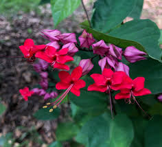 Image result for Clerodendrum
