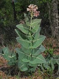 Asclepias Humistrata Pinewoods Milkweed For Dry Areas Plants Milkweed Plant Native Garden